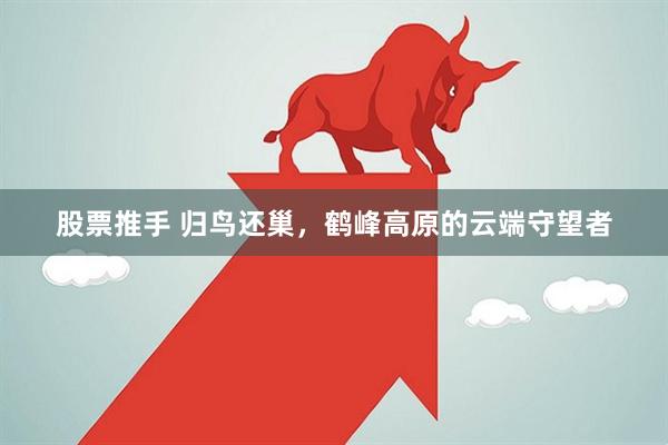 股票推手 归鸟还巢，鹤峰高原的云端守望者